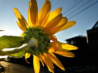 koga_110906_011.jpg