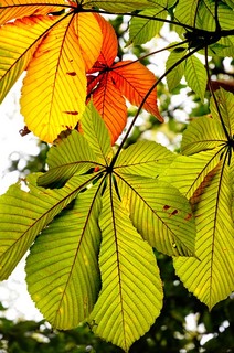 koga_111017_006.jpg