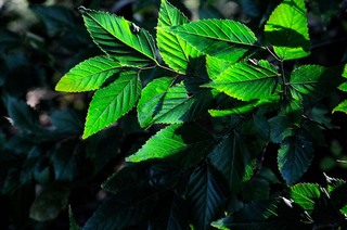 koga_111018_118.jpg